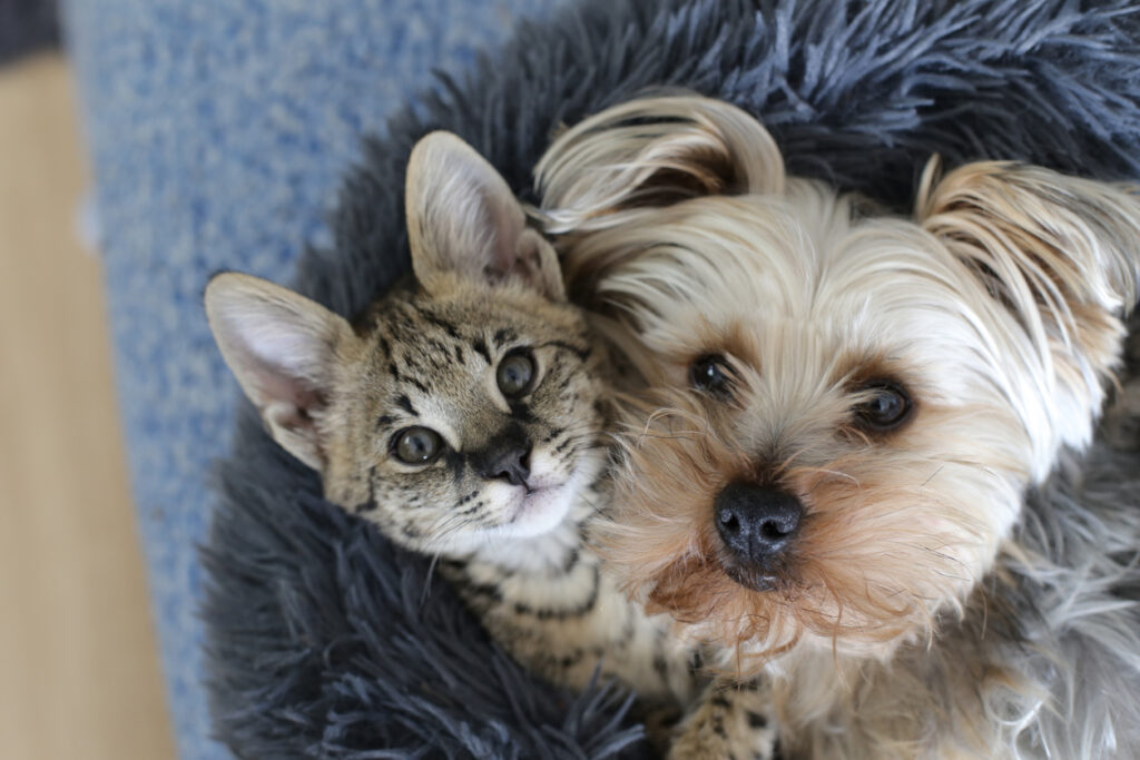 Dog and cat with together in bed, New Year Wellness Tips from Oak Creek Small Animal Clinic