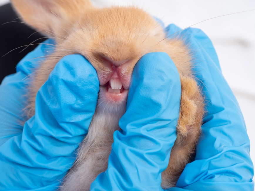 Hands in blue gloves holding a rabbit and examining its teeth
