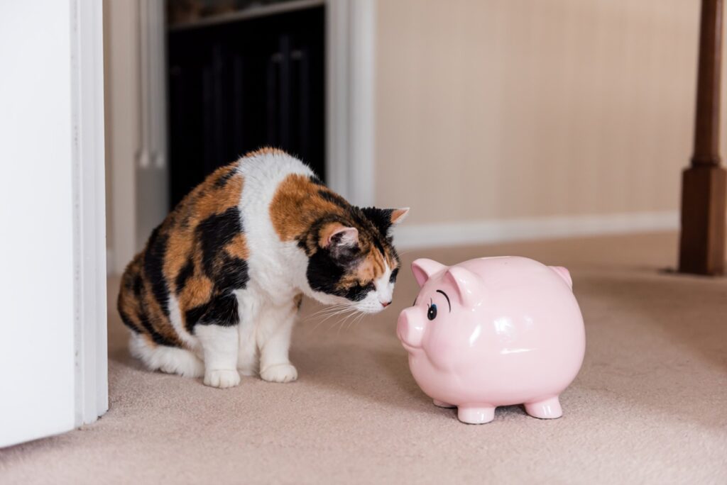 A cat looking at a piggy bank, Understanding Pet Insurance: Safeguarding Your Pet's Health and Your Finances