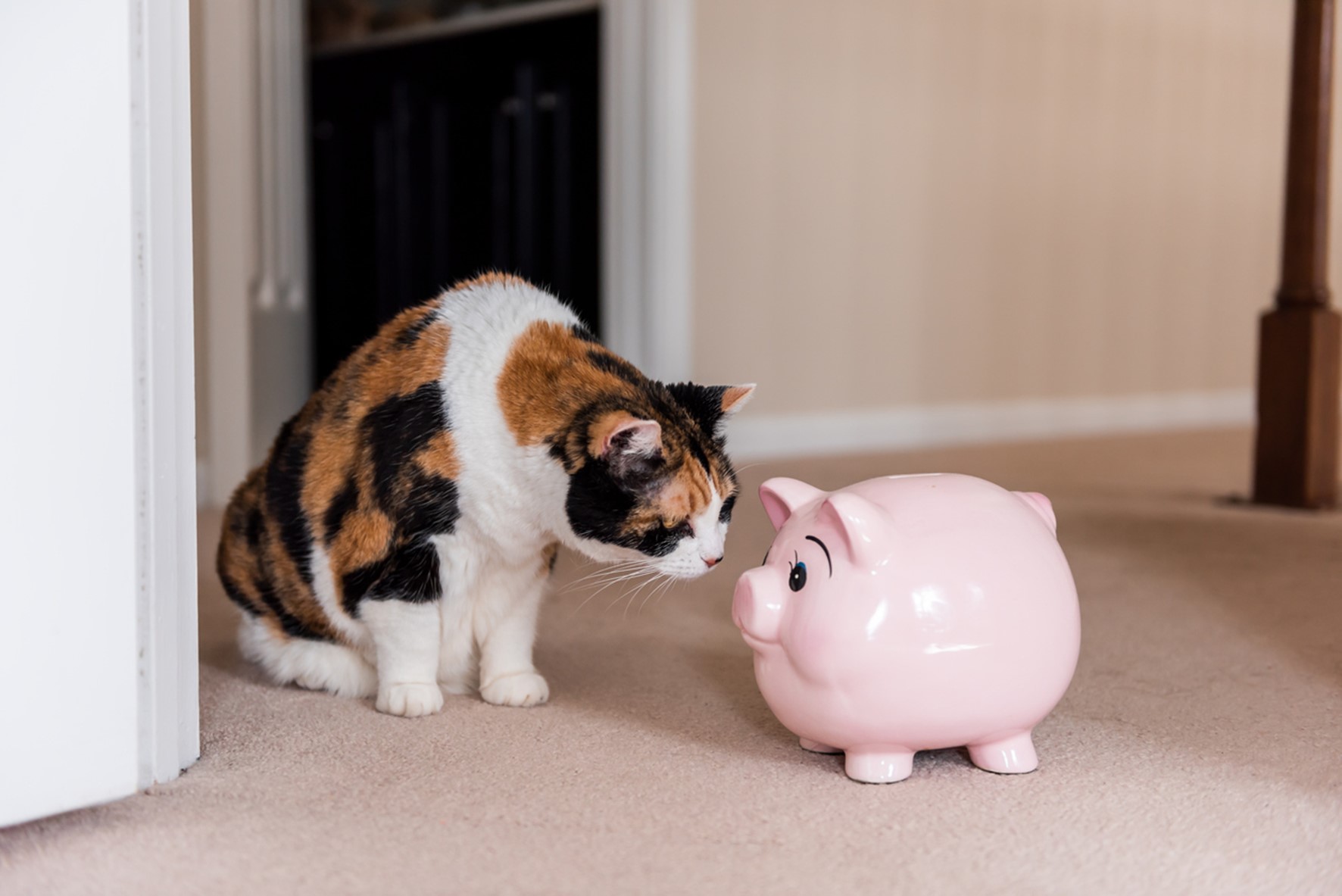 Understanding Pet Insurance: Safeguarding Your Pet’s Health and Your Finances