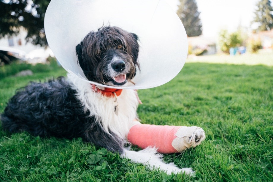 A dog with a cone around its neck, Pet Insurance