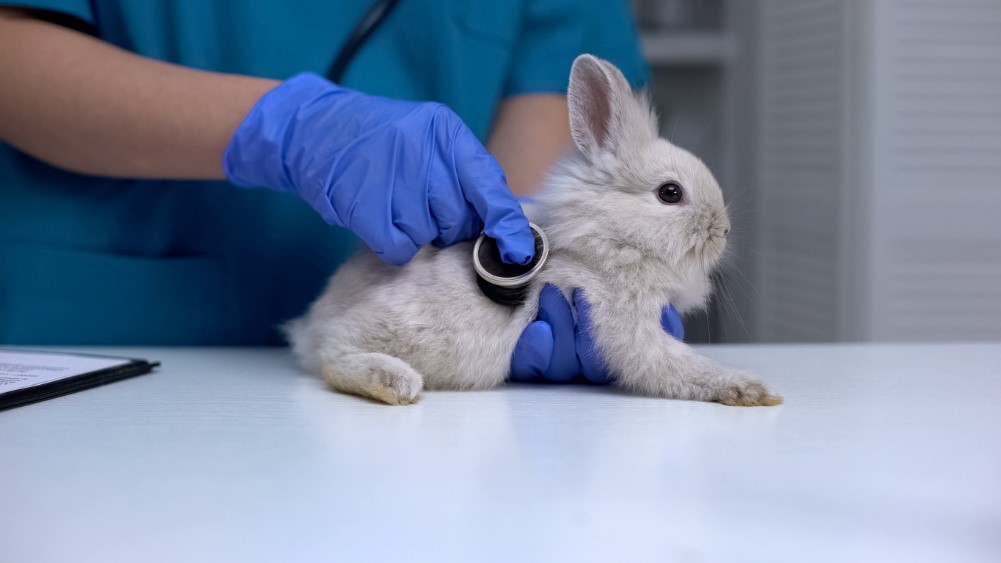 A person holding a rabbit, Pet Insurance