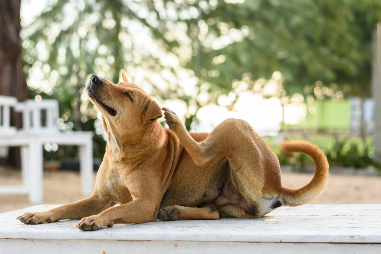 Pet Allergy Treatment in Sedona, Arizona: Help for Itchy Pets