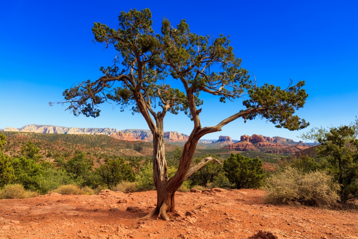 Pet allergy treatment in Sedona, Arizona, A tree