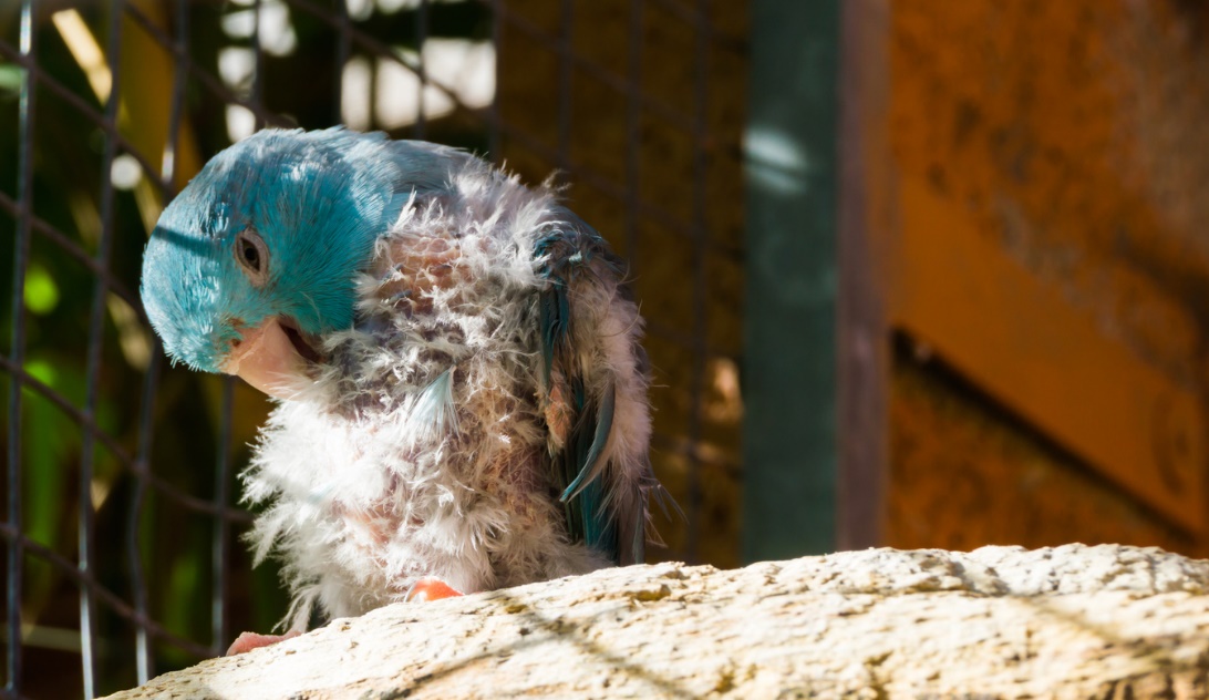 Pet allergy treatment in Sedona, Arizona, A bird cleaning itself