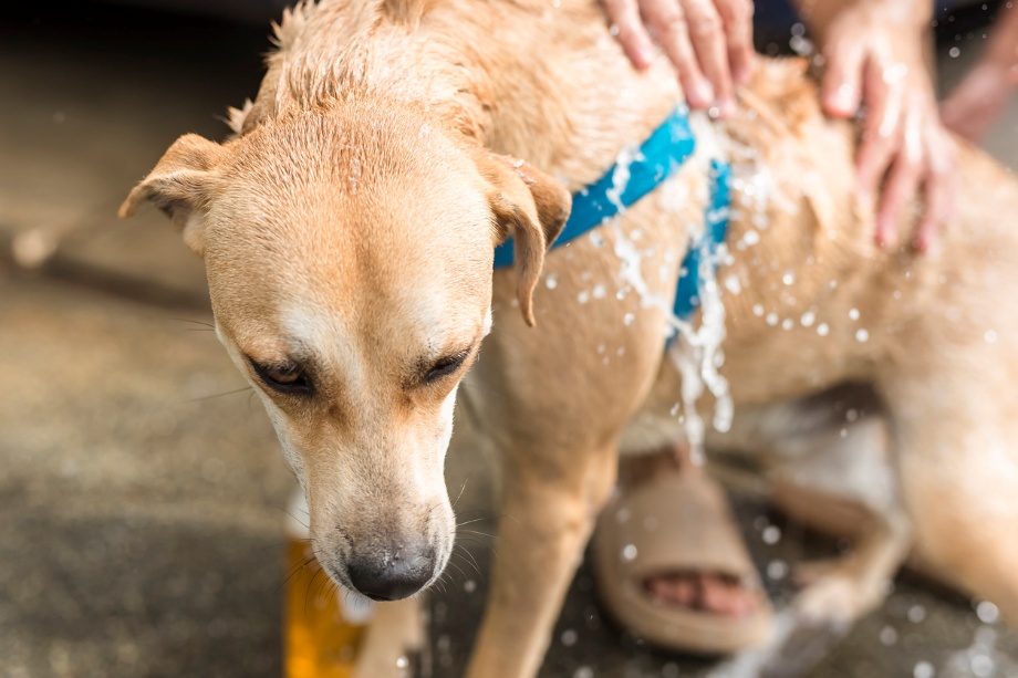 Pet allergy treatment in Sedona, Arizona, A dog getting washed