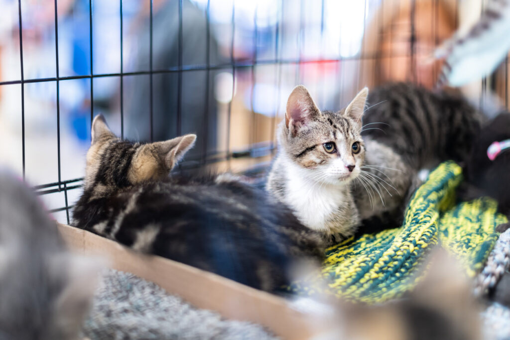 Adopt a Cat Month: Vet-Approved Tips for a Healthy Startm, Portrait of sad tabby and white kitten cat looking through cage behind bars waiting for adoption with siblings