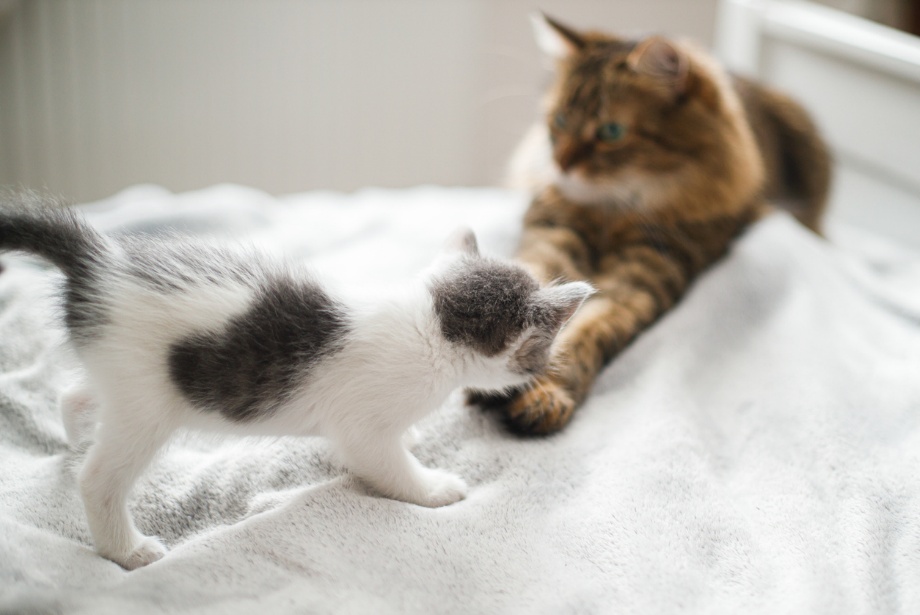 Adopt a cat, A cat and kitten on a bed