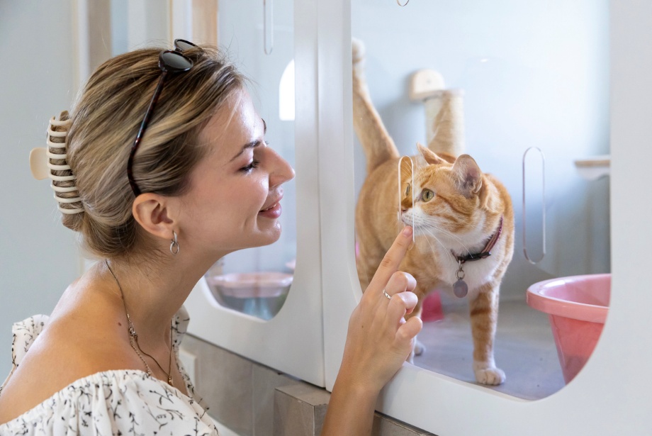 Adopt a cat, A woman petting a orange cat