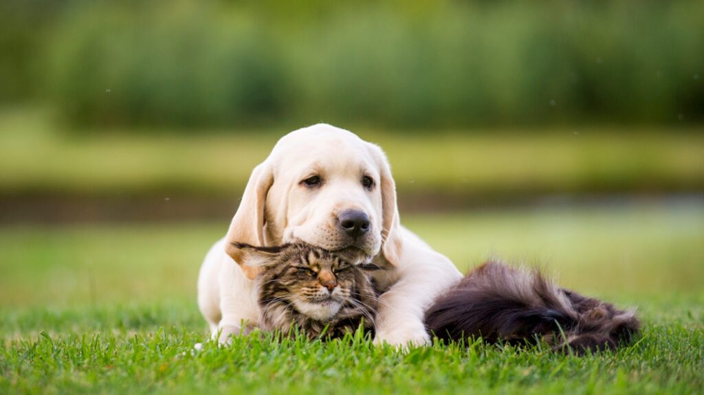 Summer Pet Safety Tips for Dogs, Cats, Avians & Exotics, A dog lying on a lawn with its head on top of a cat