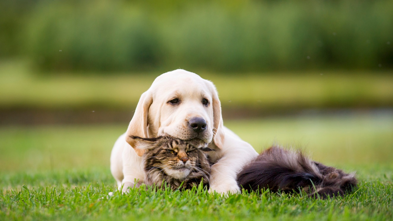 Summer Pet Safety Tips for Dogs, Cats, Avians & Exotics