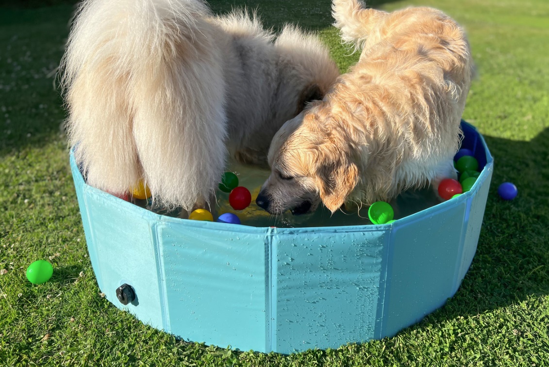 Summer pet safety, Two fluffy dogs in a ball pit