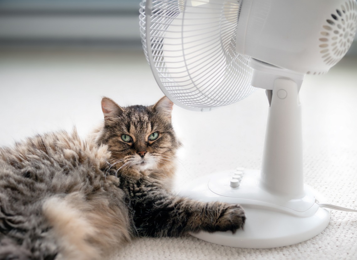 Summer pet safety, A cat lying next to a fan