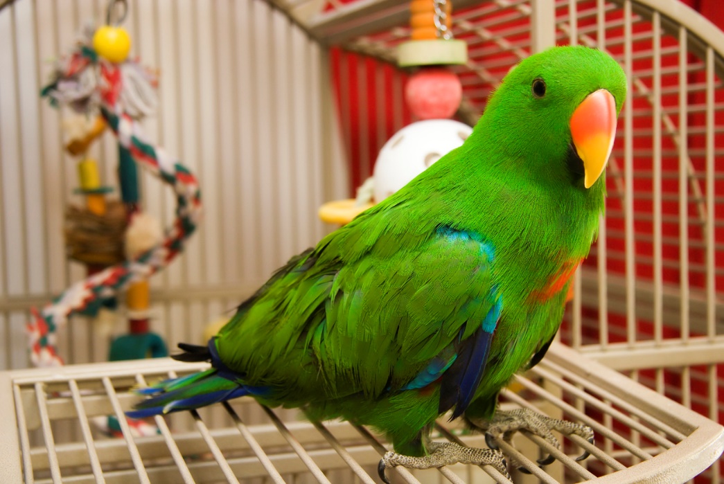 Summer pet safety, A bird in its cage