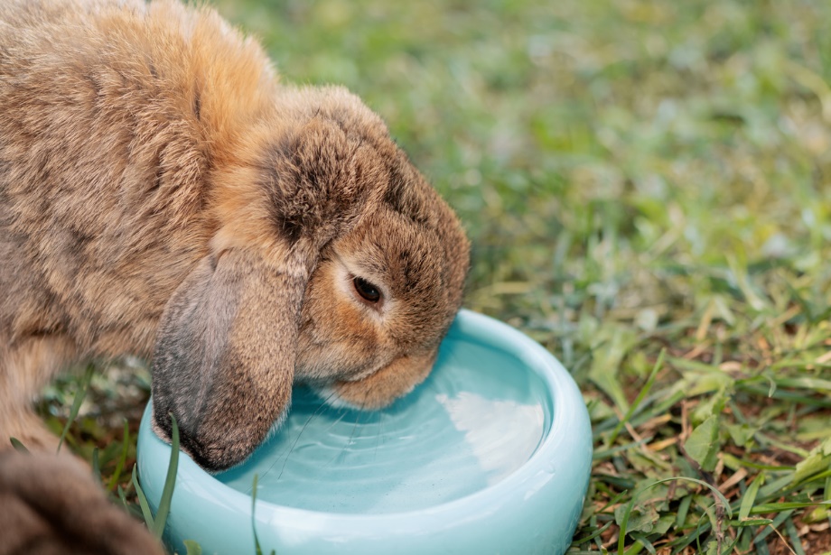 Summer pet safety, A rabbit drinking water from a bowl