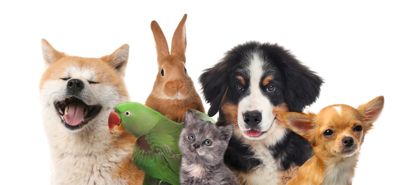 Zoonotic Diseases in Pets and Backyard Chickens: What Sedona Pet Parents Should Know