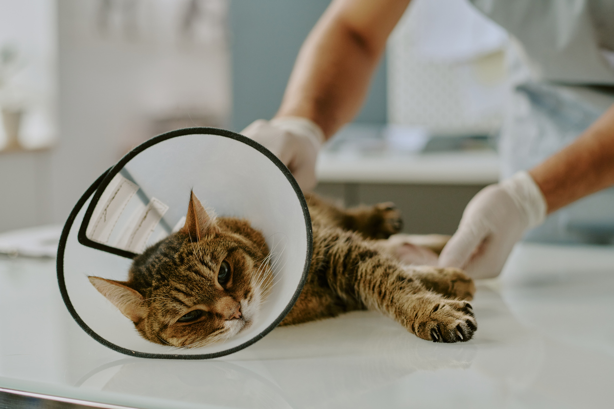 Why Get Pet Insurance? Exploring What Coverage Could Mean for Your Pet