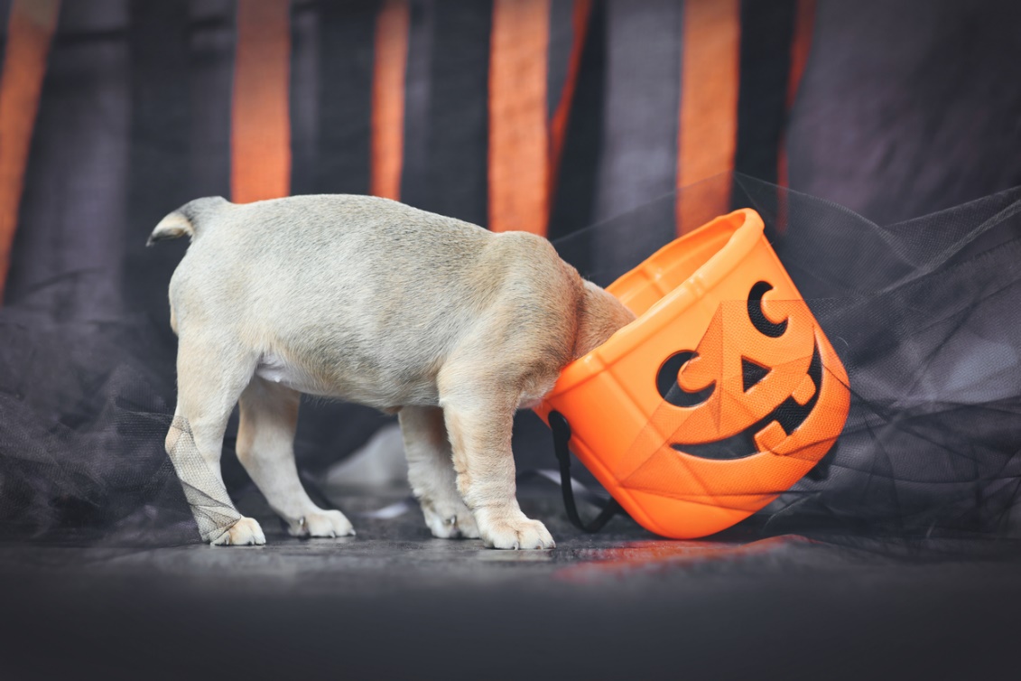 Fall pet care guide, a puppy sticking their head in a pumpkin bucket