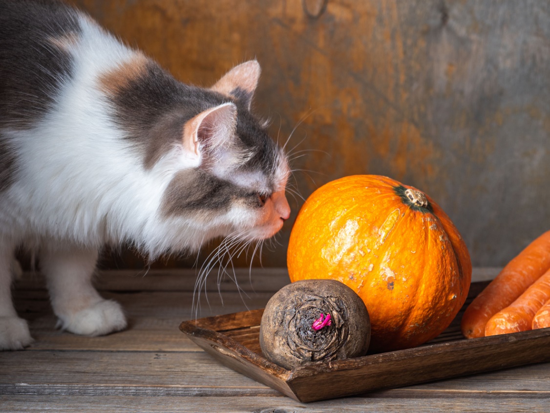 Fall pet care guide, a cat sniffing a pumpkin