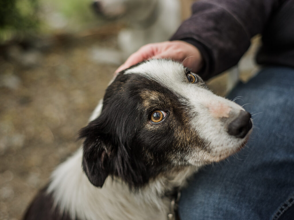 Pet Cancer Awareness: Early Detection Can Save Your Pet’s Life, An old, senior dog with unique markings. Border Collie with a split face, tricolor