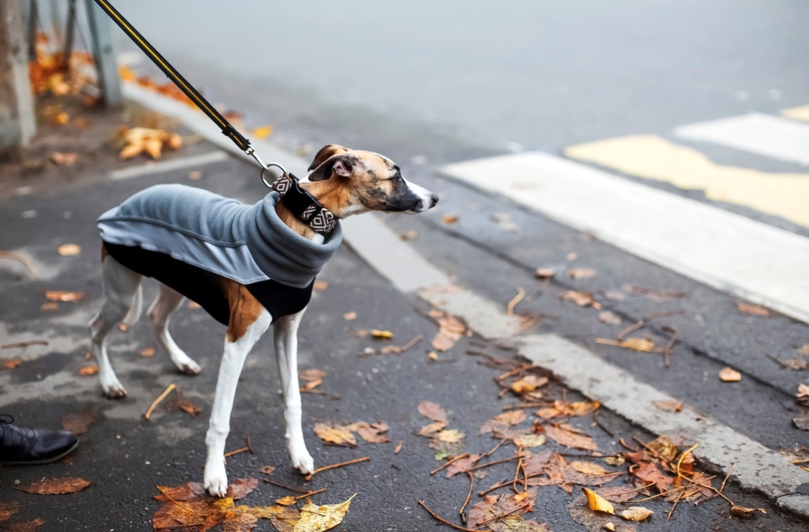 Holiday Pet Travel and Safety Tips, a picture of a dog going for a walk