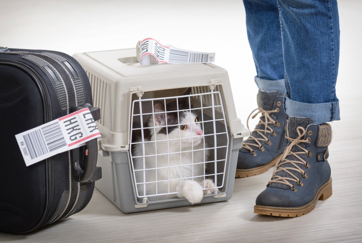 Holiday Pet Travel and Safety Tips, a picture of a cat in a cage