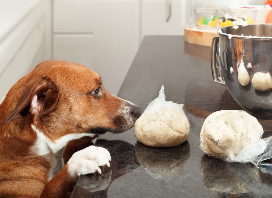 Holiday Pet Travel and Safety Tips, a picture of a bog with its paws on the kitchen counter sniffing something