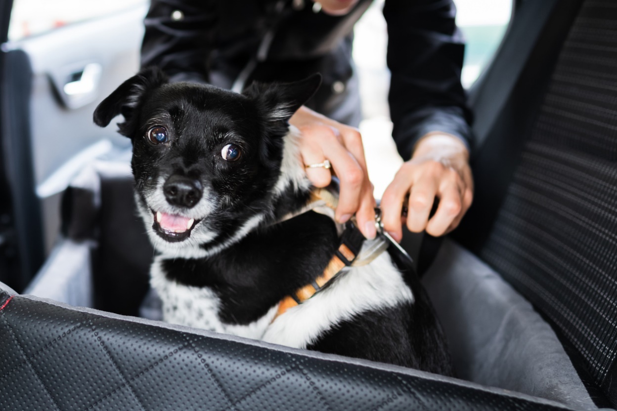 Holiday Pet Travel and Safety Tips, a picture of a person putting a collar on a dog