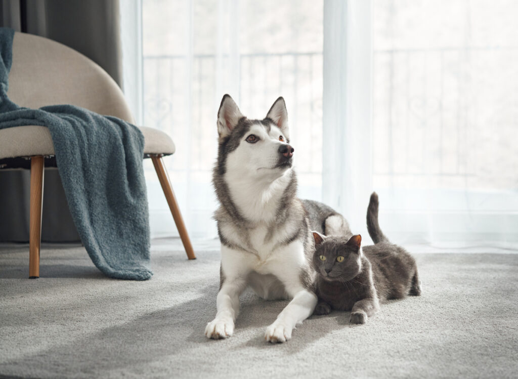 Winter Joint Pain in Pets: How to Help Your Dog or Cat, A husky lies peacefully on a rug with a small grey kitten walking by. The scene conveys harmony between the two animals.