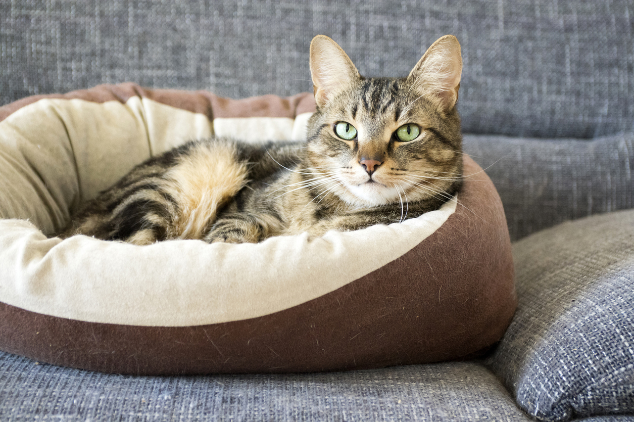 winter joint pain in pets, Domestic tiger cat lying on grey sofa, eye contact