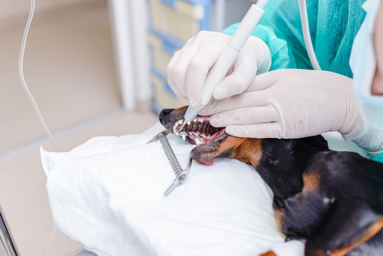 Bad breath in dogs and cats, A veterinarian is cleaning the teeth of a dog breed dachshund at a veterinary clinic., Dog receiving a professional veterinary dental cleaning with ultrasonic tools during an anesthetic procedure.