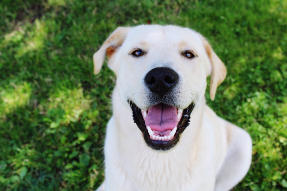 Bad Breath in Dogs and Cats: A Crucial Warning Sign for Dental Health, a dog smiling, Happy yellow Labrador retriever sitting on green grass with mouth open, showing clean teeth and a bright, friendly expression.