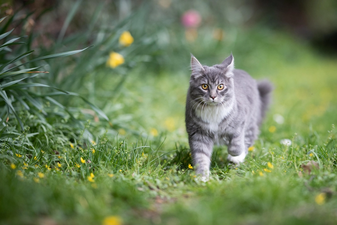 Fluffy gray tabby cat with golden eyes walking through a green garden with small yellow flowers.
