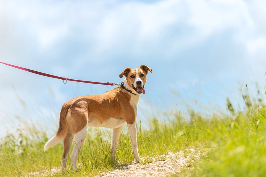 Happy brown and white dog on a red leash standing on a sunny outdoor path.