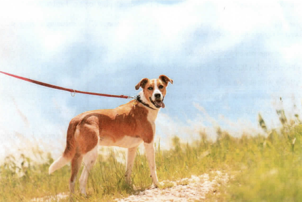 Spring Pet Health Problems That Affect Pets In Sedona