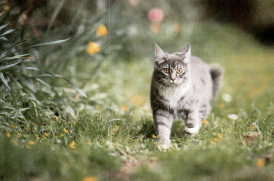 Fluffy gray tabby cat with golden eyes walking through a green garden with small yellow flowers.