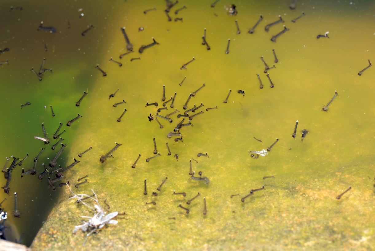 Closeup of mosquito larva in a garden pond.