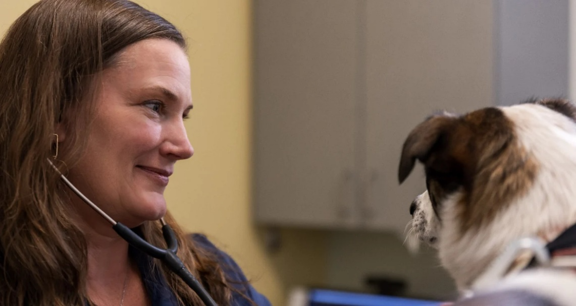 Veterinarian examining a dog during a wellness visit to support heartworm prevention and routine care