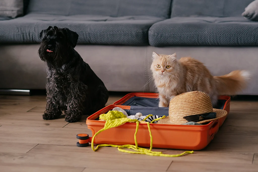 Black dog sitting beside an open suitcase while a fluffy orange cat stands inside it with travel items, illustrating preparation for pet boarding or summer travel.