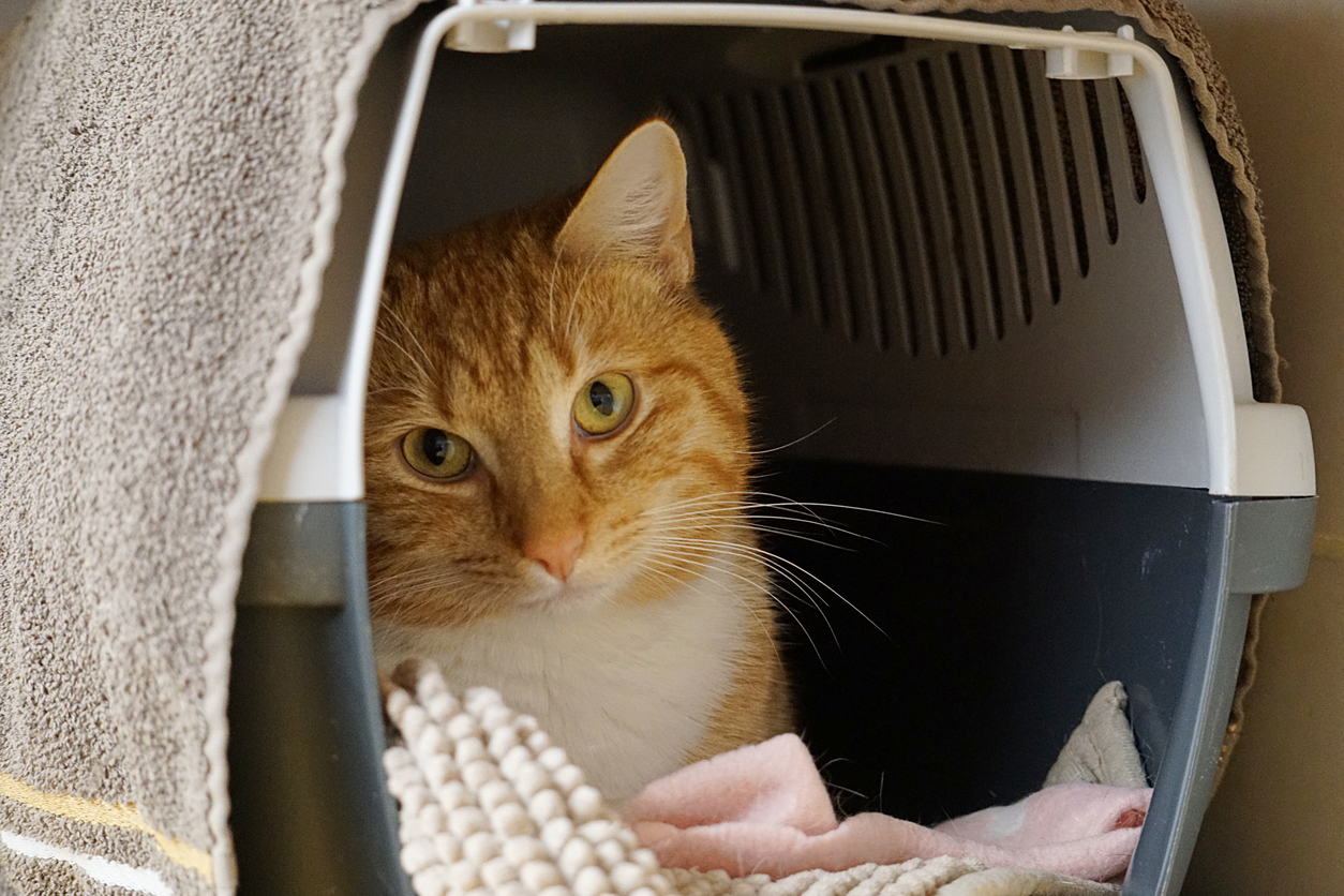 Orange-and-white cat resting inside a covered travel carrier with blankets, illustrating how to help a cat feel secure and comfortable during boarding or travel.