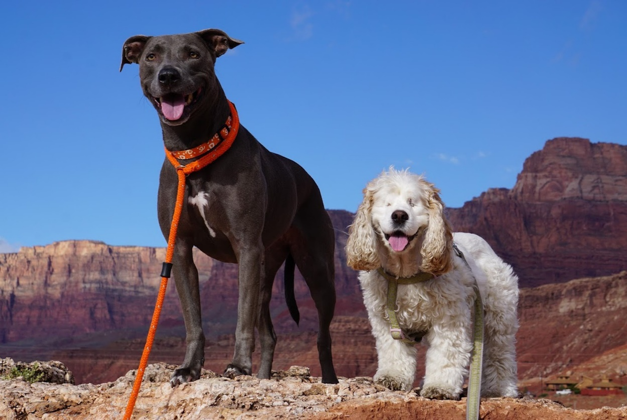 Two dogs hiking through Arizona’s red rock landscape, illustrating summer adventures and outdoor safety for pets.