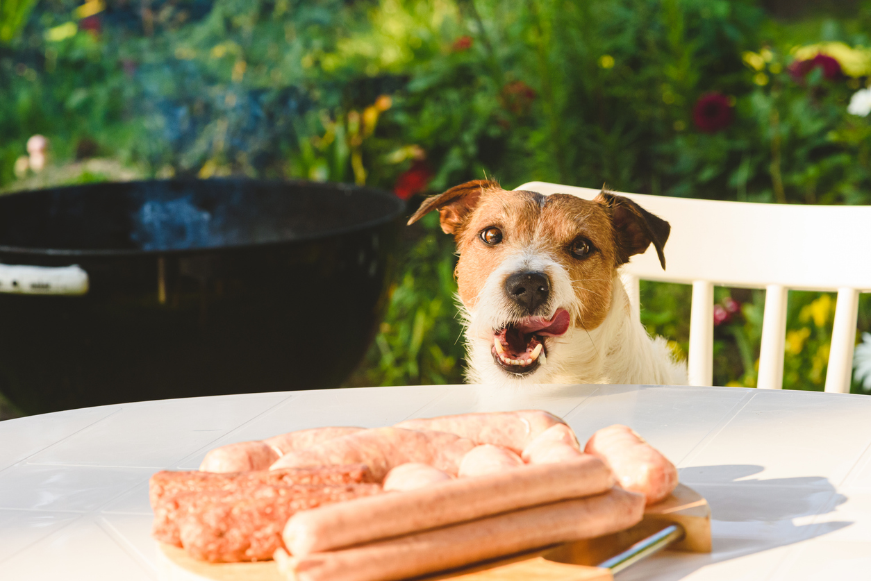 Summer Food Risks for Pets in Sedona, Arizona