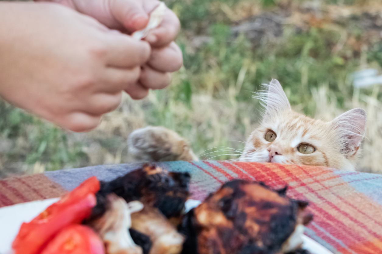 Cat watching human food during an outdoor picnic, illustrating summer food risks for pets.