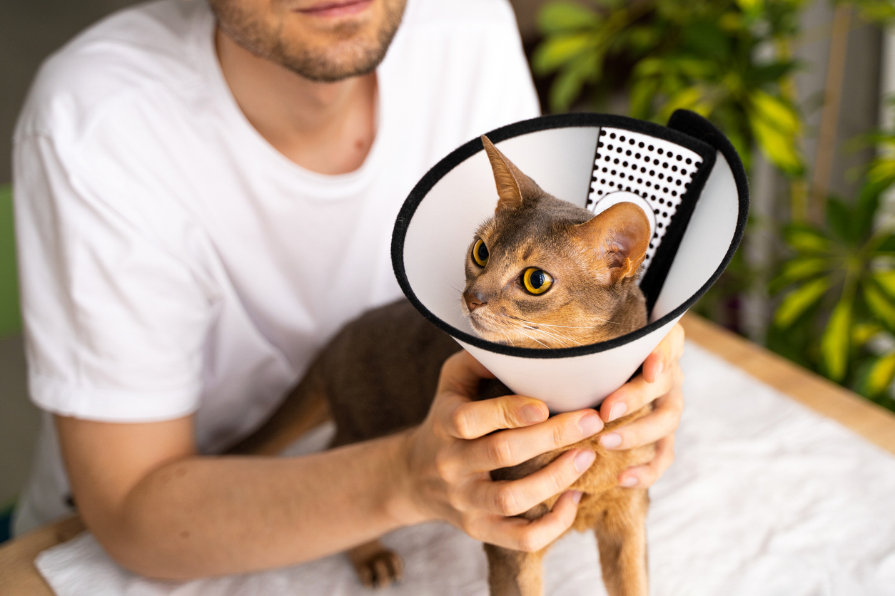 Pet owner caring for a cat wearing an e-collar during recovery from a wound or medical procedure.