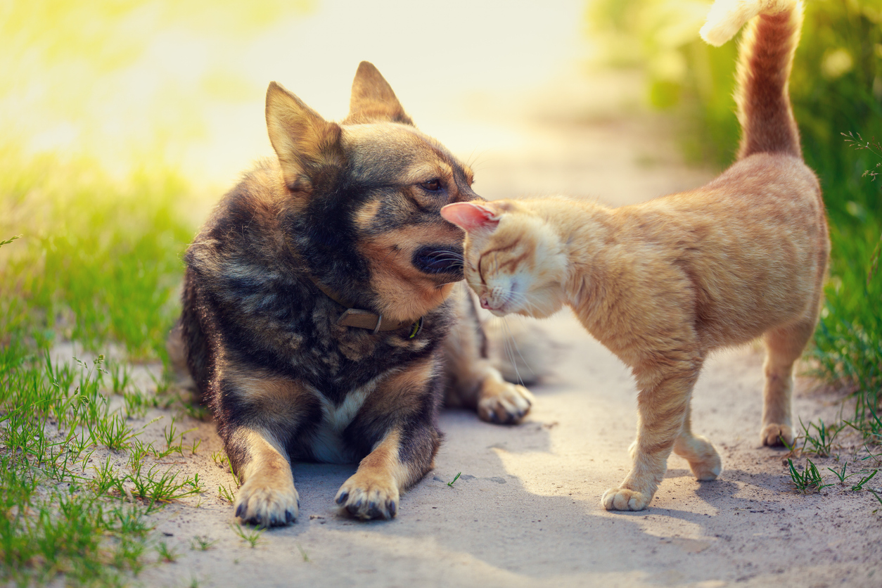 Rabies Shots for Dogs and Cats: What Arizona Pet Owners Need to Know