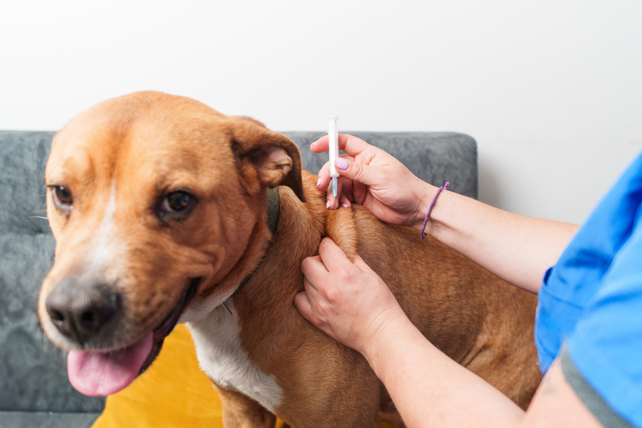 Veterinarian administering a rabies vaccination to a dog during a routine wellness visit.