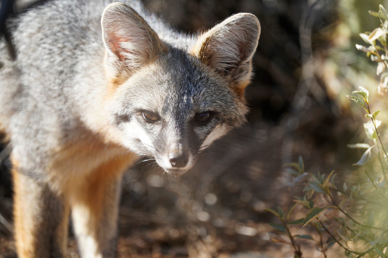 Arizona gray fox standing in its natural habitat, representing one of the wild animals that can carry rabies.