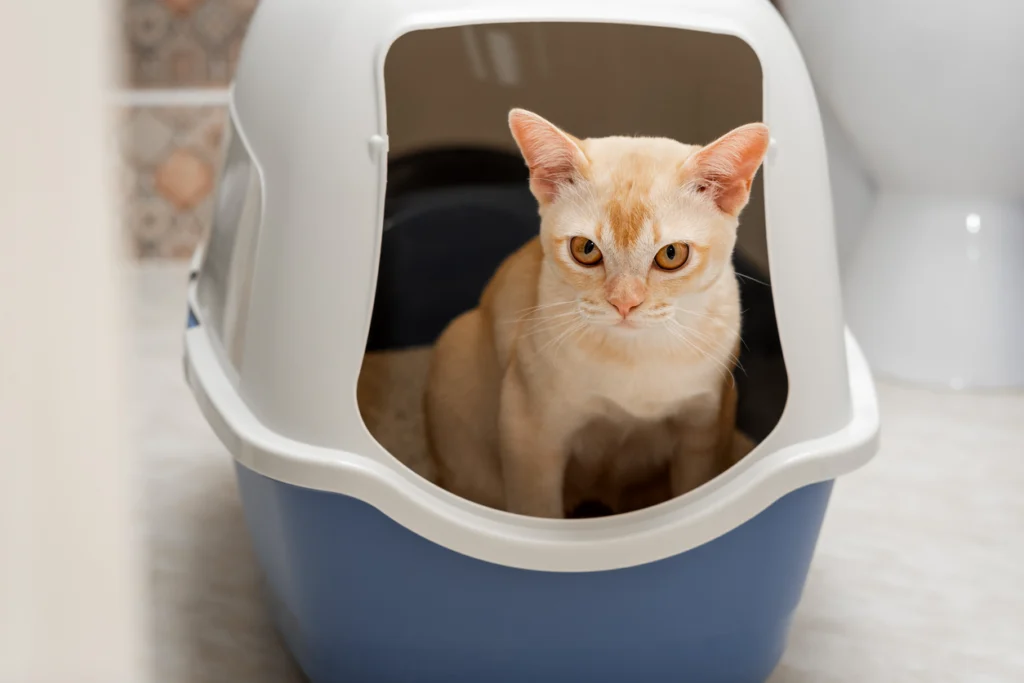 Cat sitting in a litter box, where changes in urinary habits may signal a urinary problem.