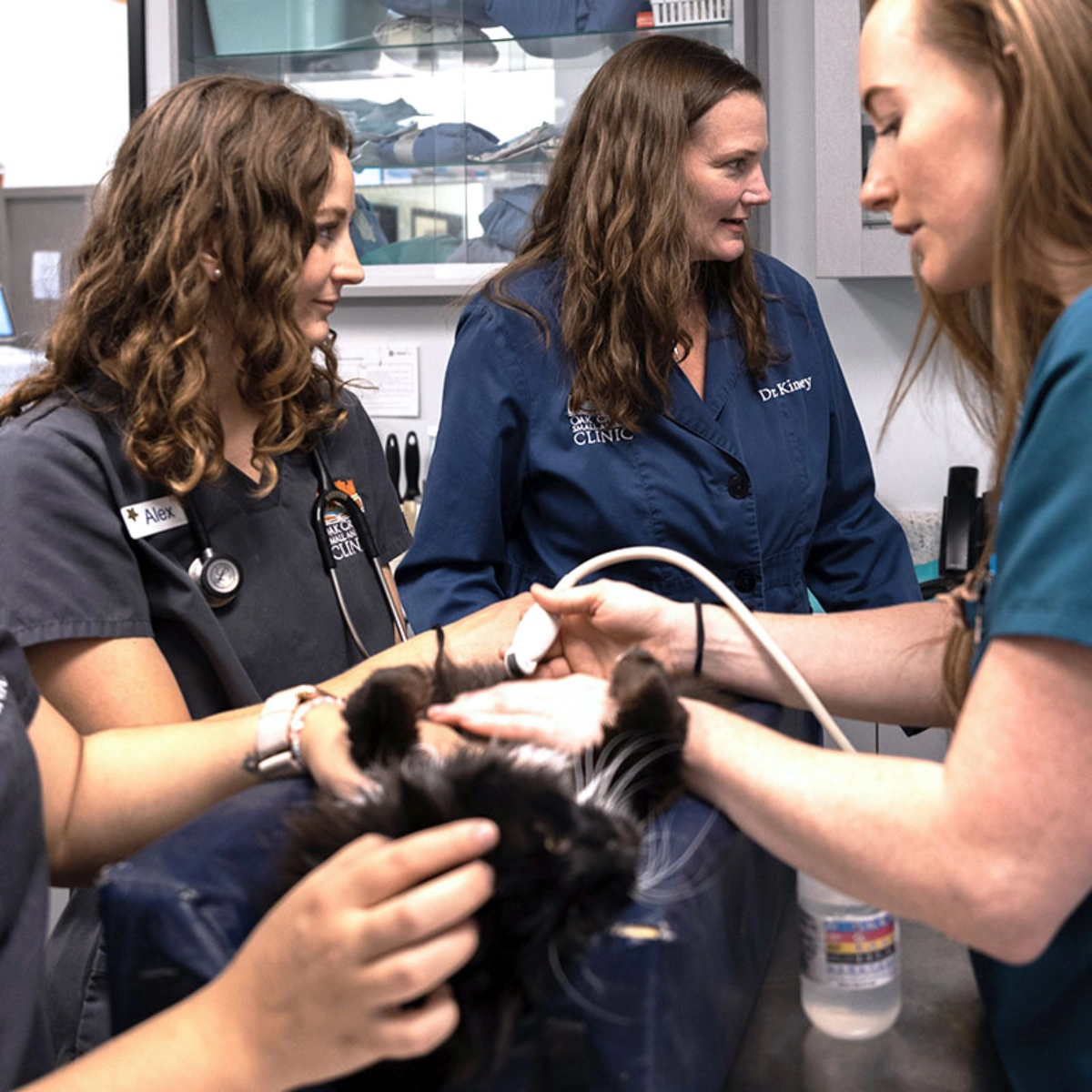Oak Creek Small Animal Clinic veterinary team performing an ultrasound on a cat.