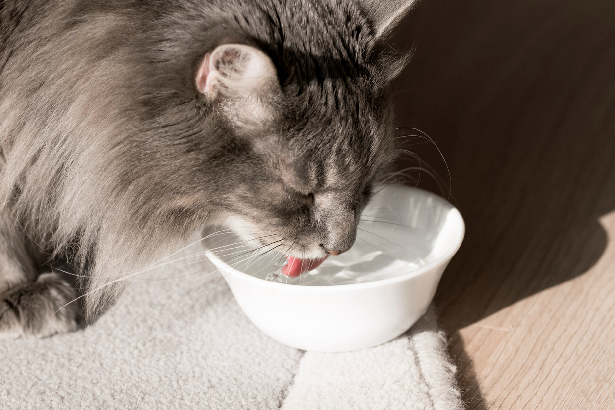 Cat drinking fresh water to support hydration and urinary health.